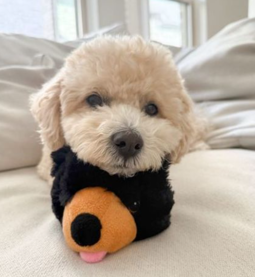 2-in-1 Fetch Ball Dog Toy-Bear