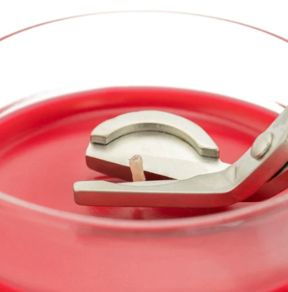 Stainless Steel Wick Trimmer