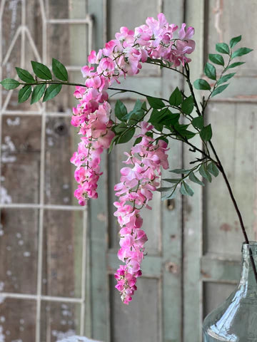 Waterfall Wisteria | 36" | Charisma