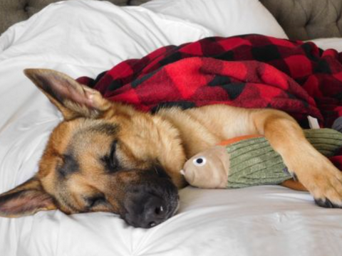 Plush Fish with Squeaker