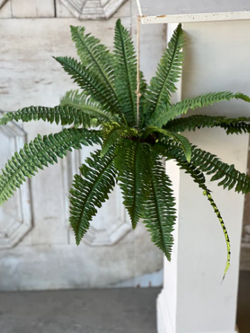 Niagara Fern Rooted Hanging | 20"