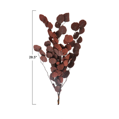 Dried Natural Eucalyptus Bunch, Aubergine Color