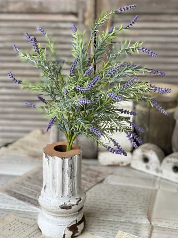 Freshfield Lavender Bush | 22"