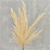 SHORT CUT PAMPAS SPRAY 31"