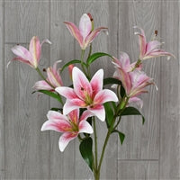 21” TIGER LILY BUSH - RUBRUM/PINK