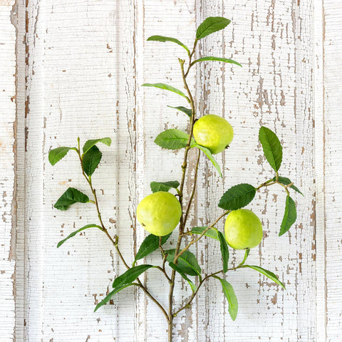 Quince Fruit Branch