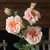 Gathered Peach Garden Roses