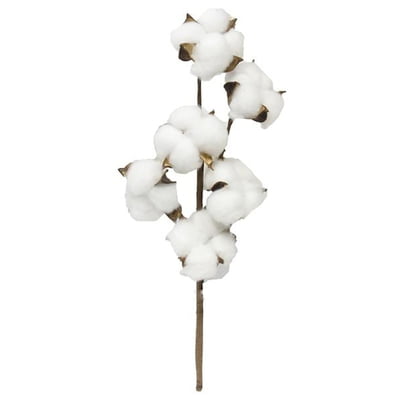 Cotton Pick