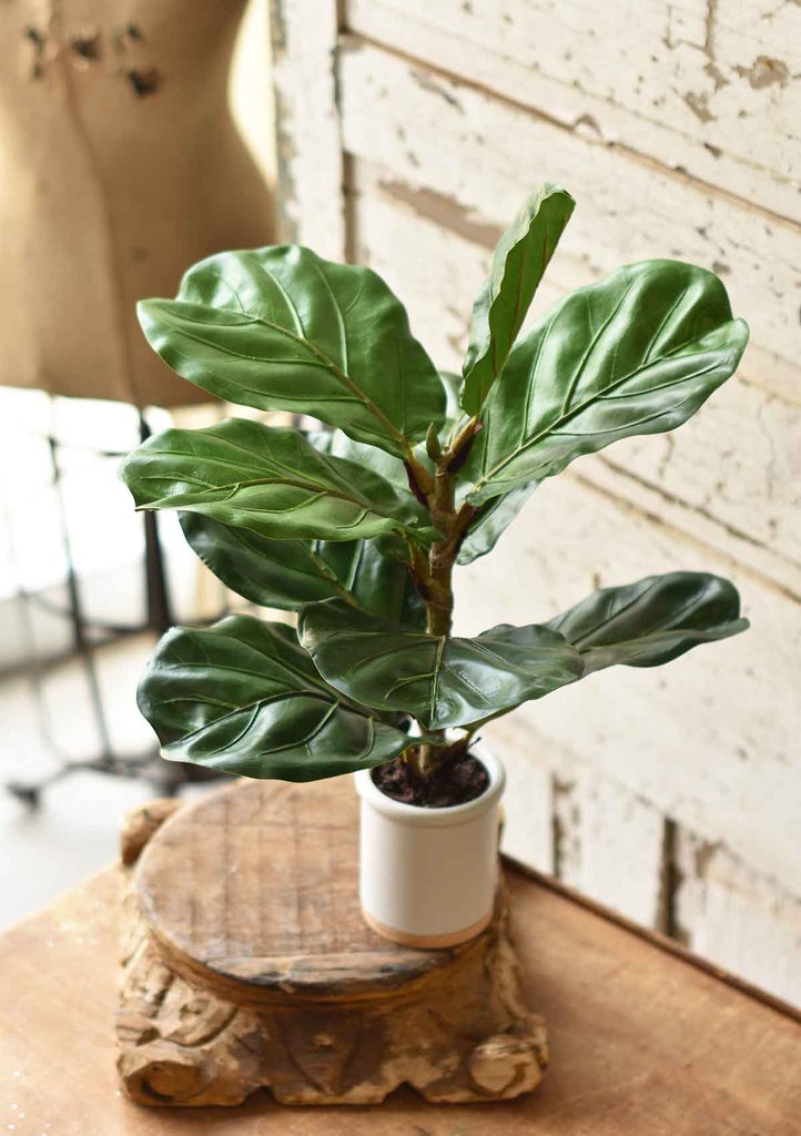 potted fiddle leaf fig Potted Fiddle Leaf Fig