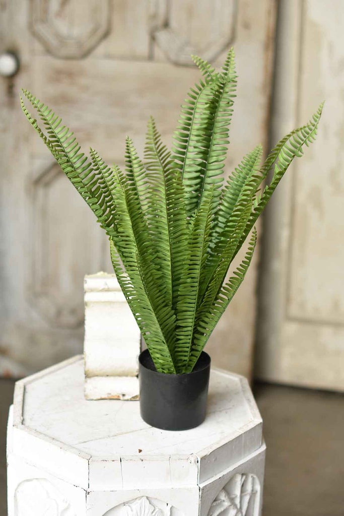 Kimberly Stand Up Fern Potted | 21"
