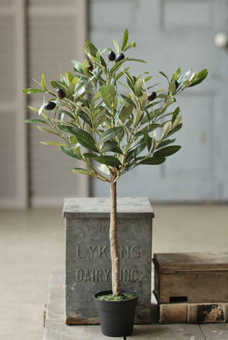 Potted Olive Tree | 26"
