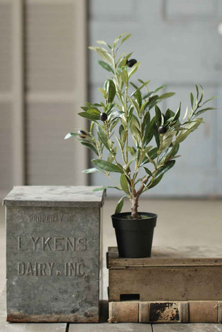Potted Olive Tree | 19"
