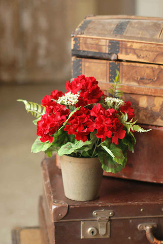 Porch Geraniums Bush In Pot | 12"