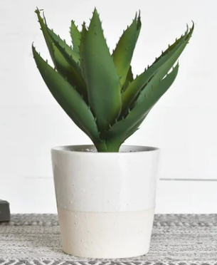 11" ALOE PLANT IN POT