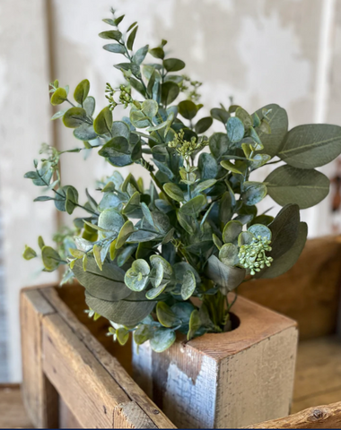Driftaway Eucalyptus Bush