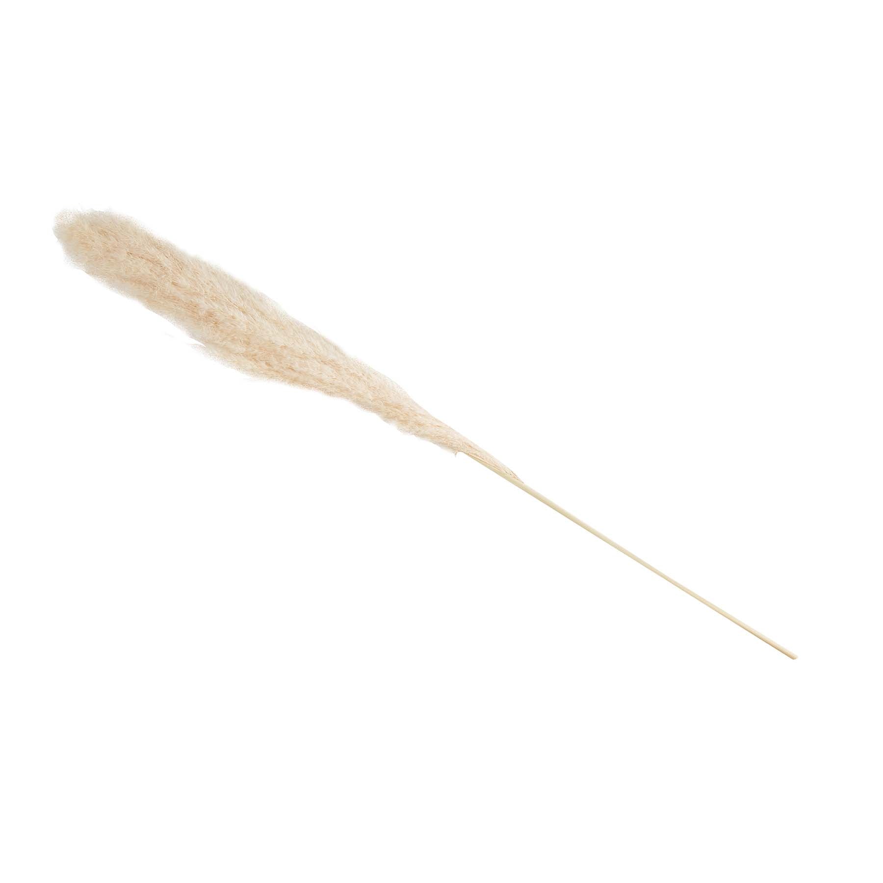 PAMPAS GRASS