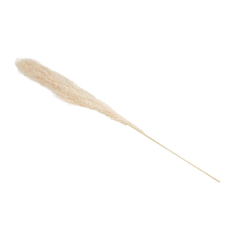 PAMPAS GRASS