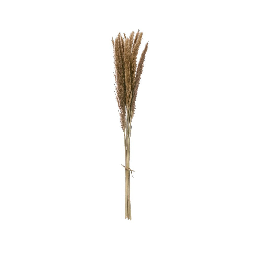 Dried Natural Fountain Grass Bunch