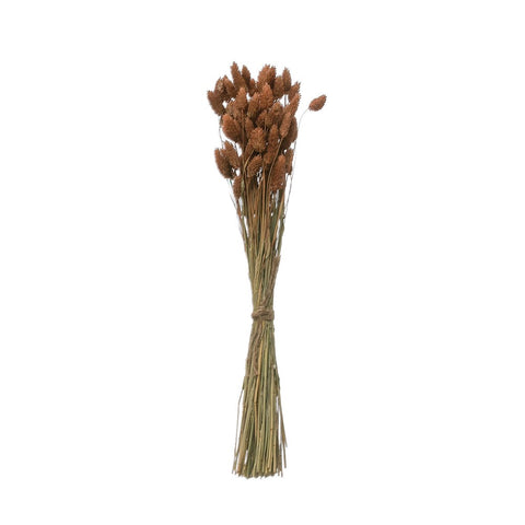 Dried Natural Canary Grass Bunch