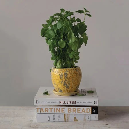 Distressed Planter with Saucer