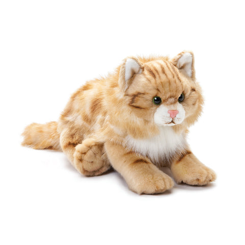 Maine Coon Cat Large