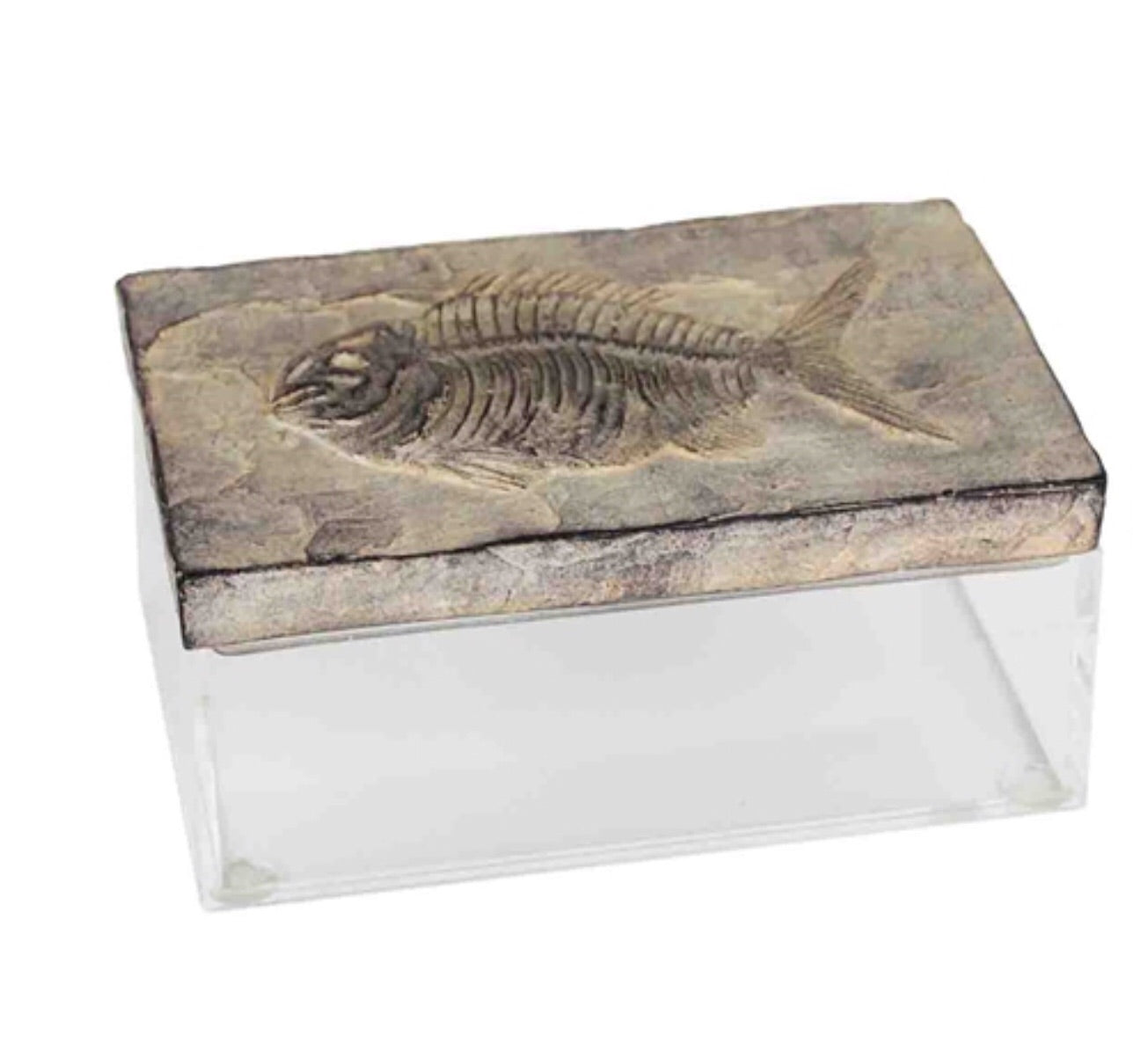 Polyresin fossil with acrylic box