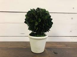 3" Round x 6 1/4" H Preserved Boxwood Topiary Single Ball w/ Stem in White Clay Pot